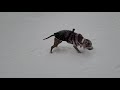 Bruschi and his first NH winter2