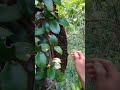 wow scary scary delicious #ayisupriatnamadu #nature
