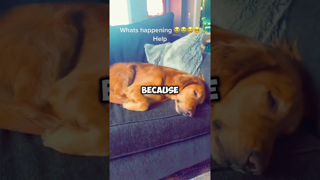 Why Do Dogs Shake When There Sleeping?