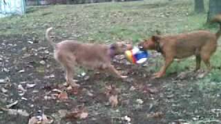 irish terrier Ema & Zora by zajkoj 282 views 13 years ago 3 minutes