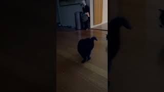 Kitty Cats Playing With Laser Pointer. #cats #kitty #catvideos