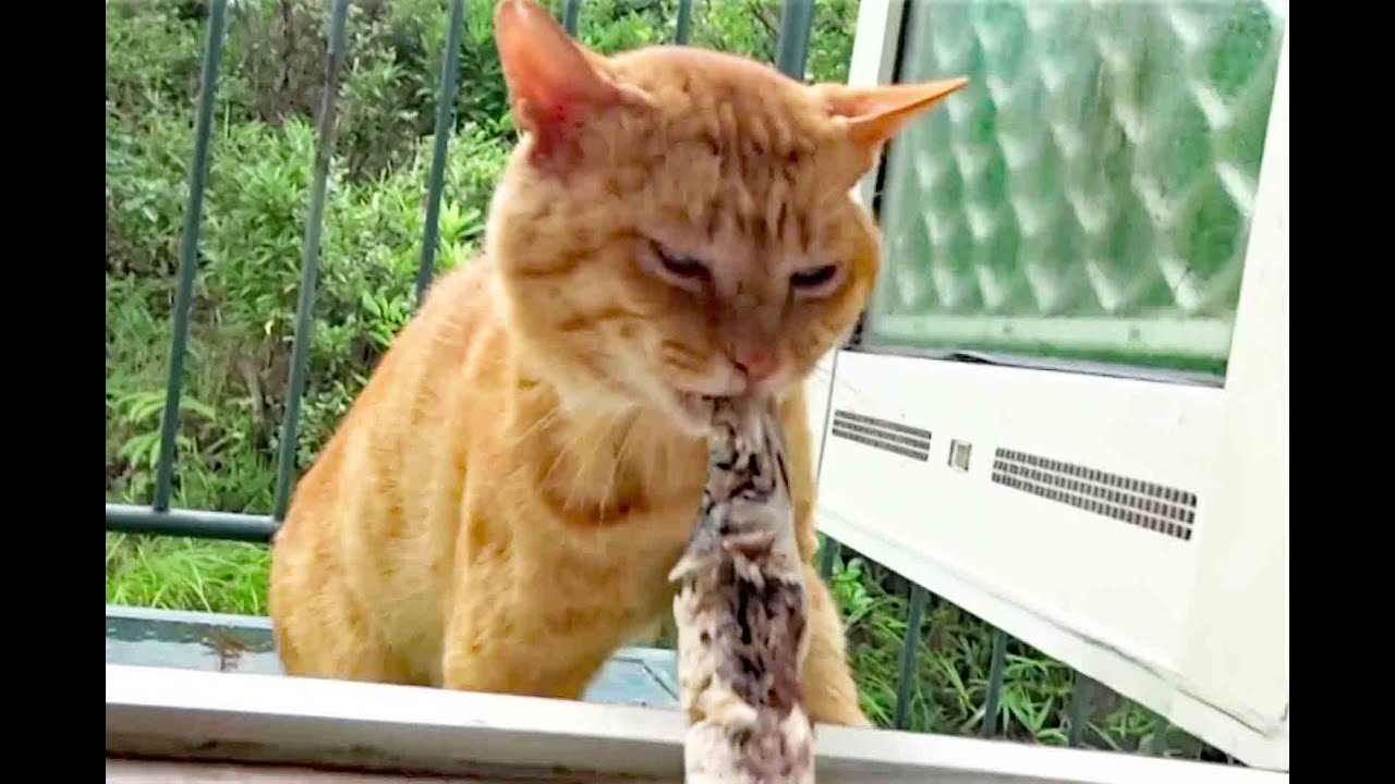 野良猫様　ウロコステンレス Kuroshio cats：野良猫健太郎カマス丸ごと一本いただき! - YouTube