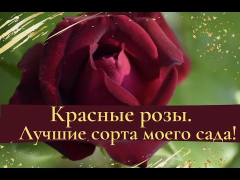 Красные розы. Лучшие сорта моего сада!