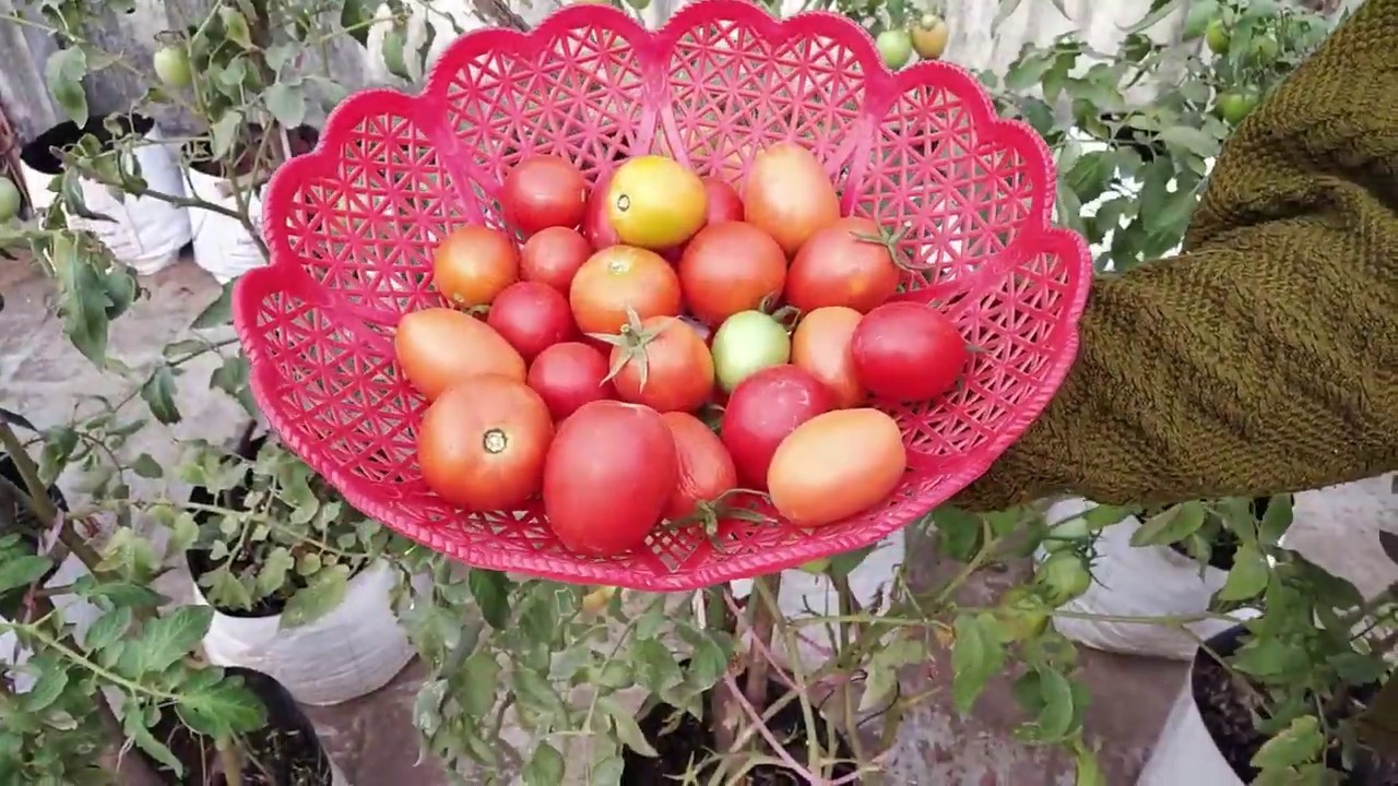 How to grow Tomatoes at Home How to grow Tomatoes from seed Tomato