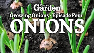 How to Grow Onions - Almost at the Finish Line