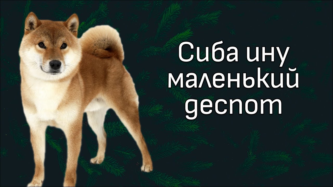 Обзор видео с канала ДогТренинг. Сиба -- жертва моды. - YouTube