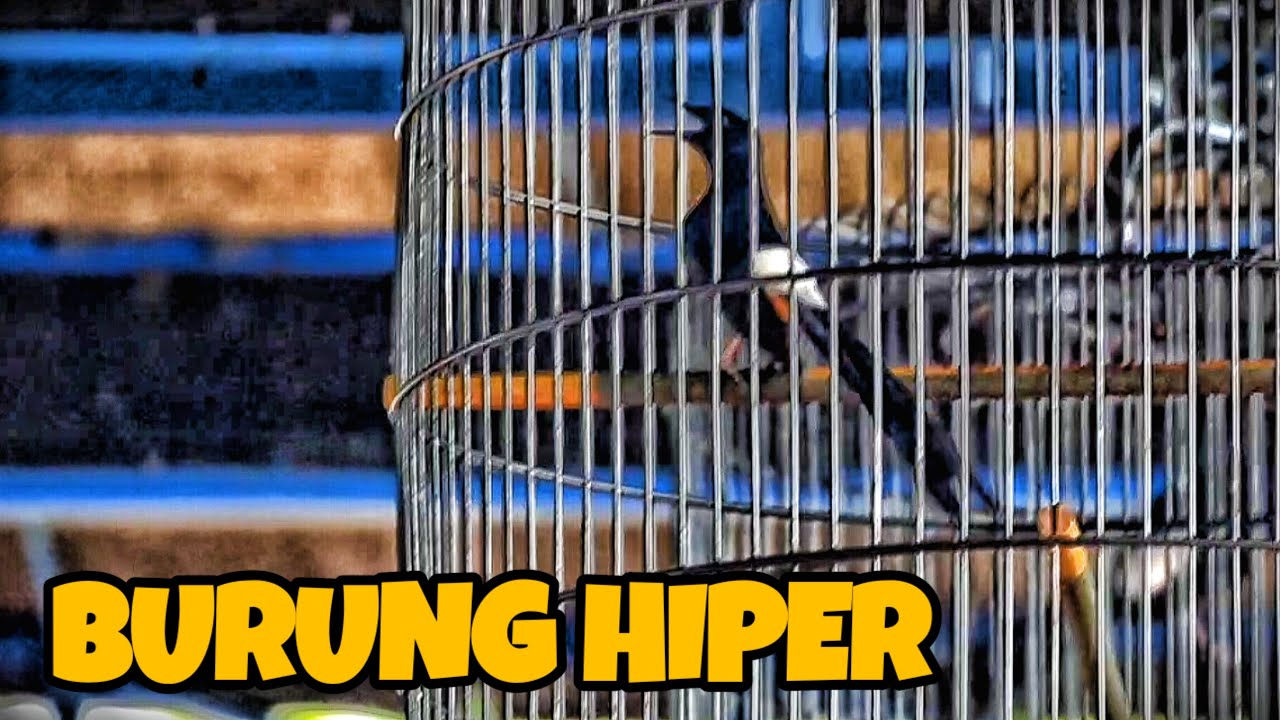 HYPER BIRD‼️РАБОТАЕТ С ЭКСТРЕМАЛЬНОЙ ВЫГРУЗКОЙ МАТЕРИАЛОВ