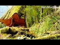 Most Dangerous Biggest Tree Felling Cutting Down with Chainsaw Machine | Falling Big Tree.
