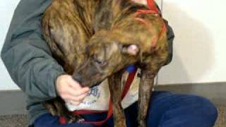 Sweety-Available At The Humane Society Of Missouri