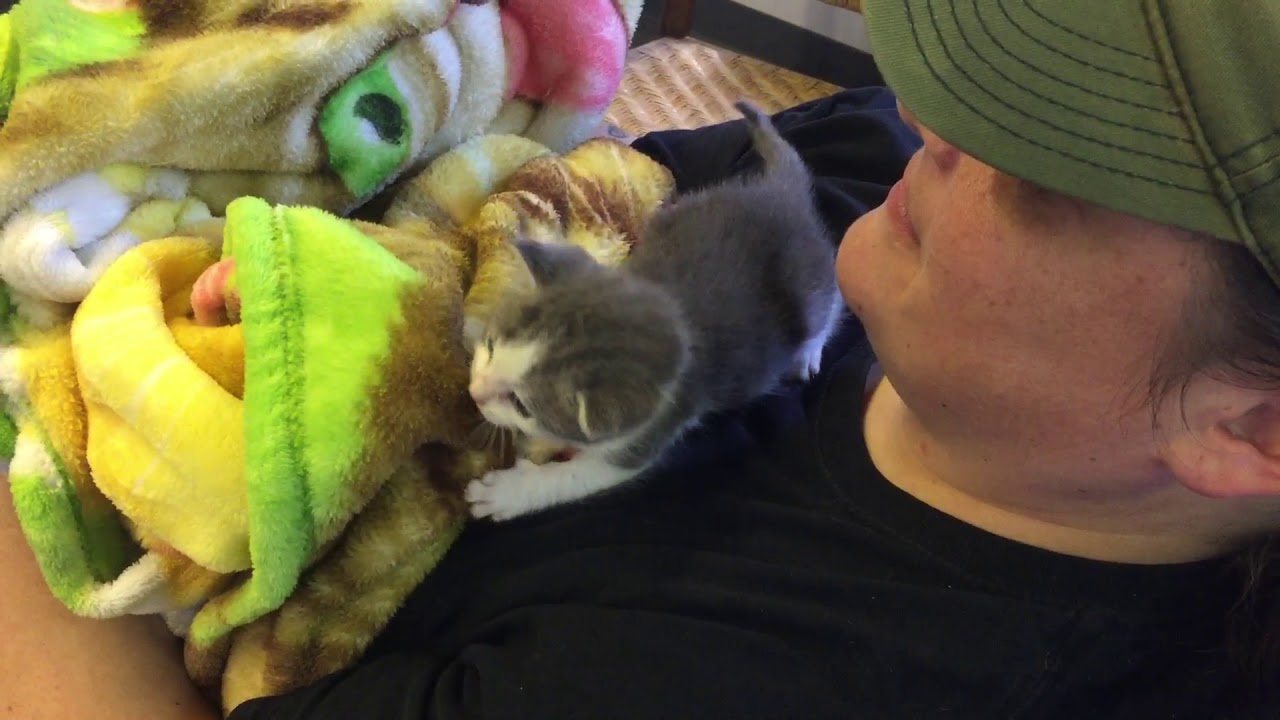 cats inn Kitkat Playroom: Flapjack Paddywack