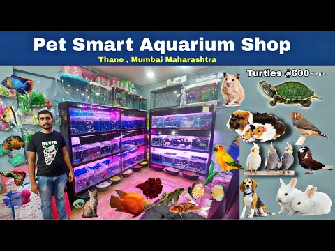 Turtles ,Rabbits,Hamster,Fish & Birds at PetSmart Aquarium Fish