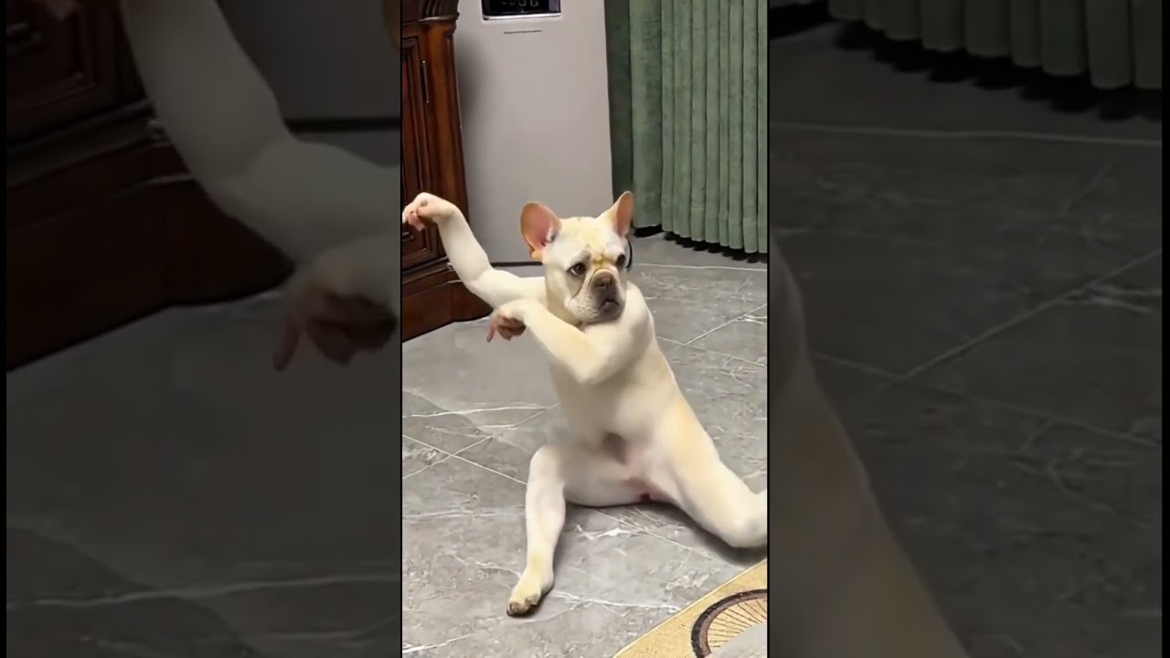 #memeclip #funny #funnymemes #memehub #pets #dankememes #youtubeshorts #funnyvideo