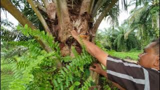 VIRAL‼️KECEWA AKIBAT PAKAI PUPUK ORGANIK ECO FARMING Hubungi 0852 7005 4556