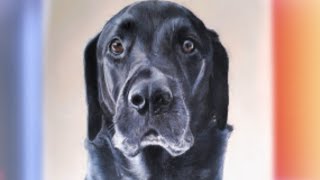 Drawing a black labrador!