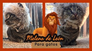 Melena de León para gato