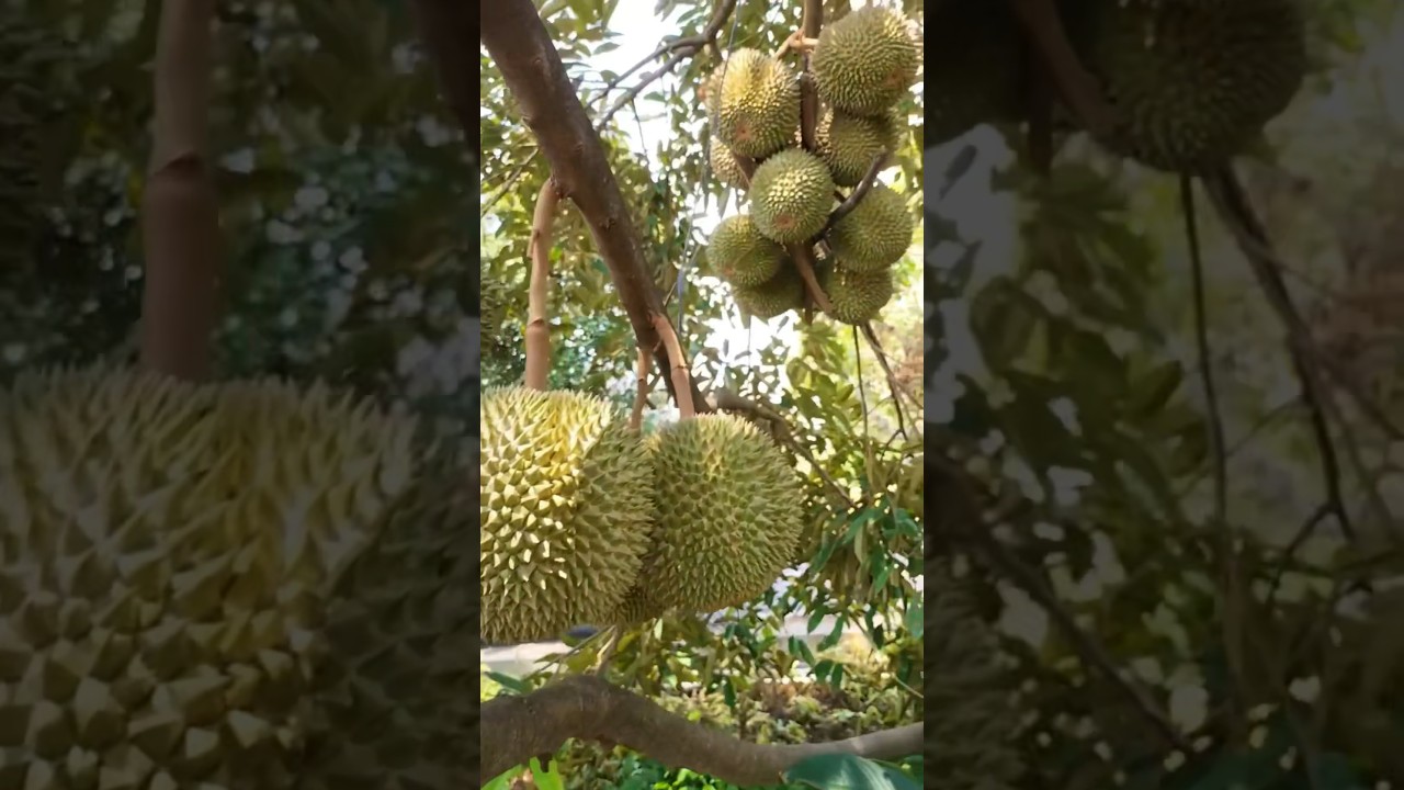 Harga Durian duri hitam per buah mencapai 900 ribu  