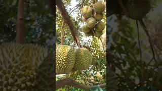 Harga Durian duri hitam per buah mencapai 900 ribu  #durianindonesia #duriandurihitam