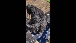 Barbet dog grooming by Novaforesta Barbets 658 views 4 years ago 1 minute, 15 seconds