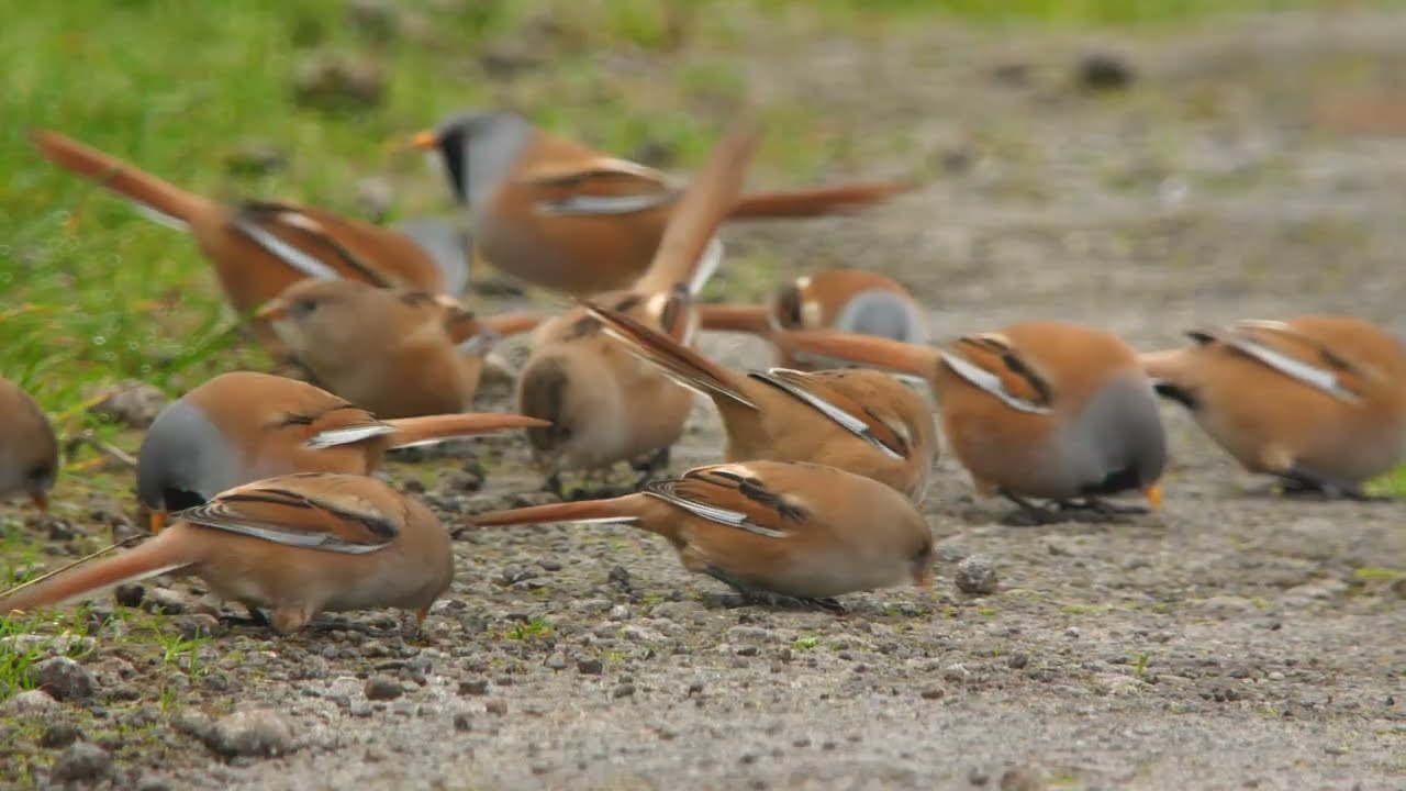 Alkbrough Bearded Tits