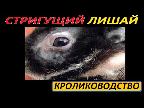 Симптоми лишая у кролика