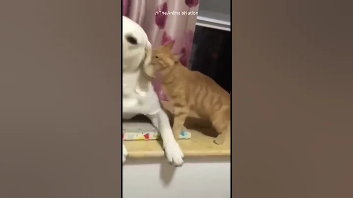 Video 4264911: hilarious funny compilation, hilarious animal compilation, funniest cats dogs, compilation amazing