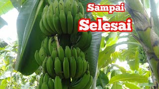 Download Lagu PISANG AMBON WARANGAN SUSU RAJA BULU DI ATAS ANGIN..! MP3