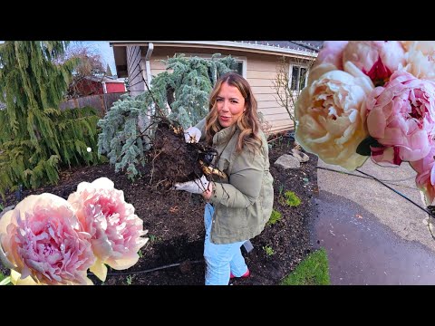 Free Peonies! How to Divide and Transplant Peonies Successfully!