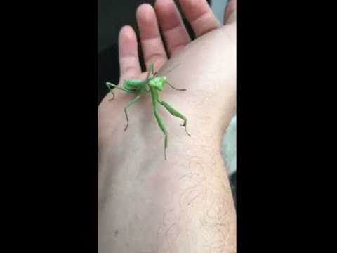 Lady Mantis