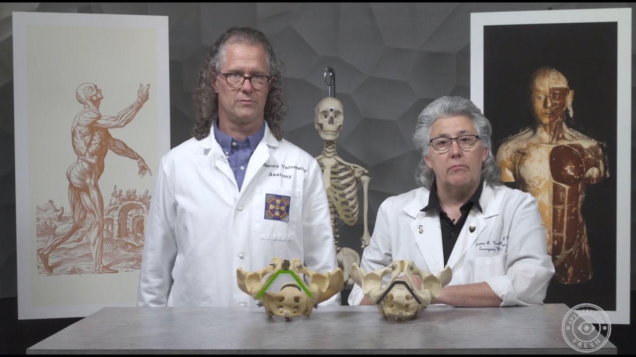 1 Anatomy Kingdom - Pelvis & Perineum