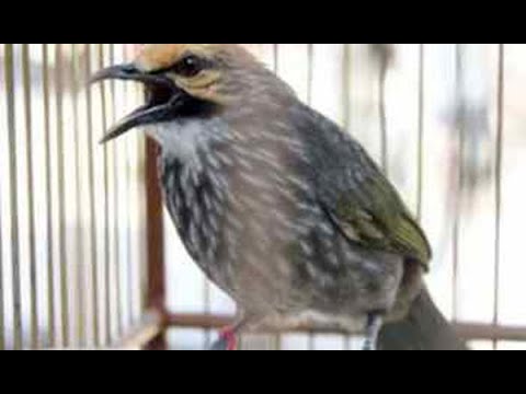 KICAU CUCAK ROWO SEMEWAH INI 💥 GACOR, SUARA JERNIH, ROPEL MERDU VOL ++ .. #shorts