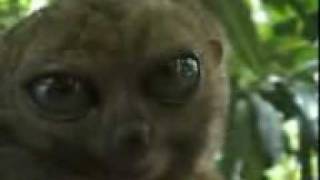 Dramatic Lemur
