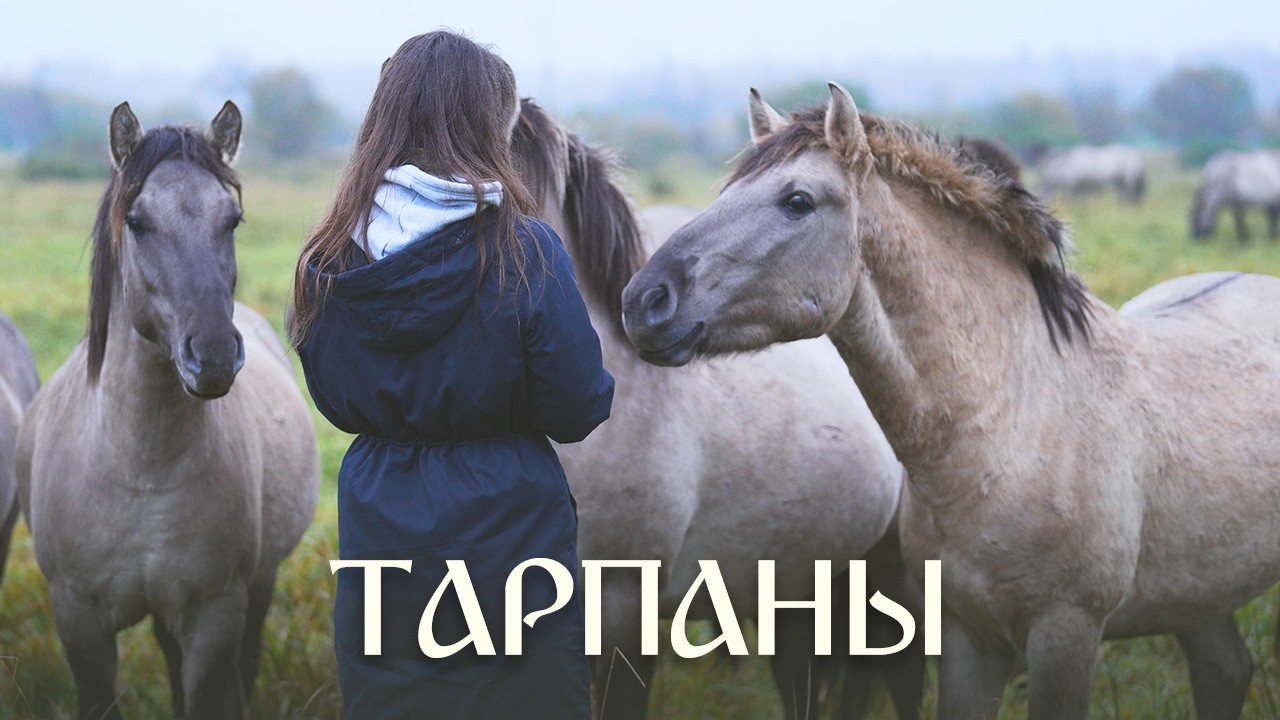 Сыграла на флейте и призвала ДИКИХ ЛОШАДЕЙ