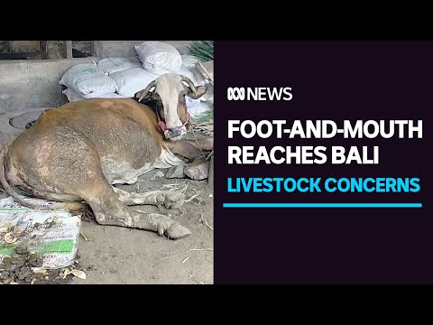Foot-and-mouth disease edges closer to Australia as Bali confirms livestock outbreak | ABC News