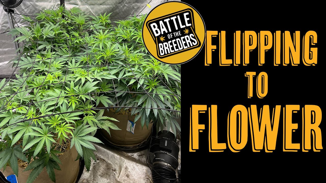 Flipping To Flower BOTB