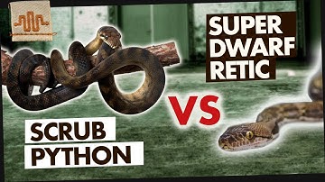 SCRUB PYTHONS ARE BETTER THAN SUPERDWARVES?? | SD vs. The World
