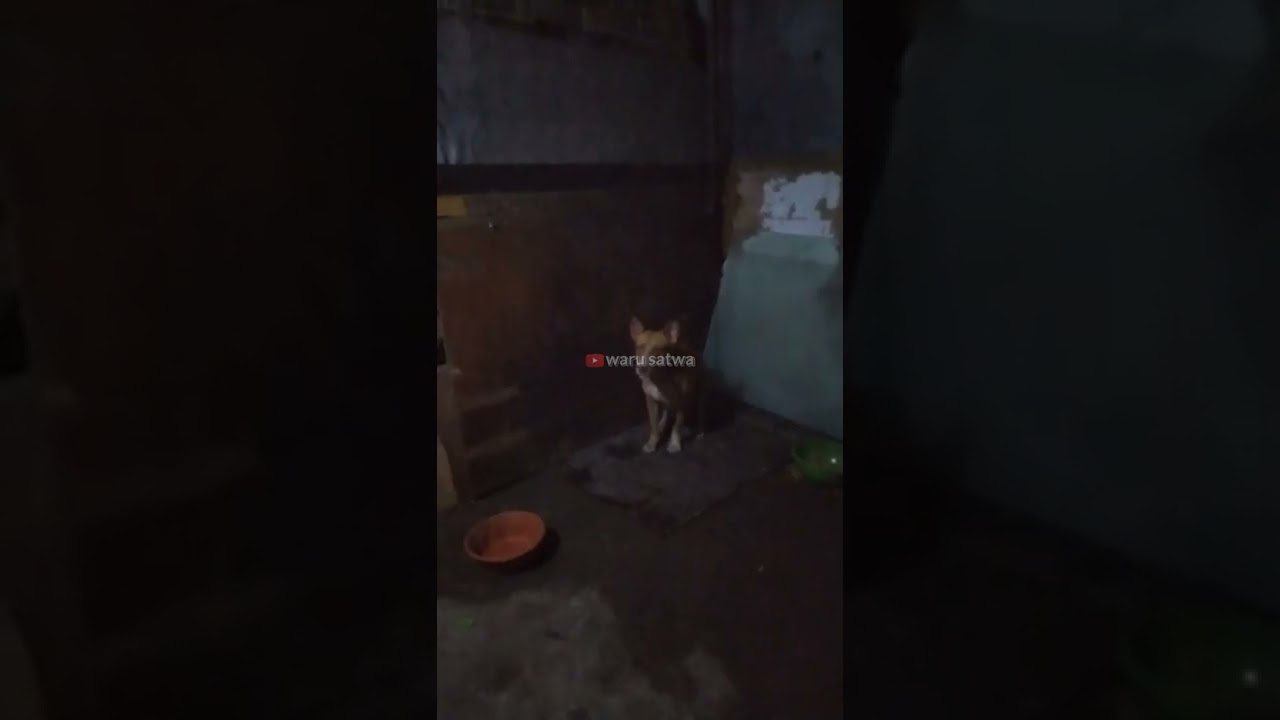 INTIP KOLEKSI ARMADA BARU WARU HUNTER || HASIL PERSILANGAN PITBULL x KAMPUNG