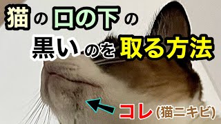 【猫】口の下の黒いのを取る方法【猫ニキビ】cat acne