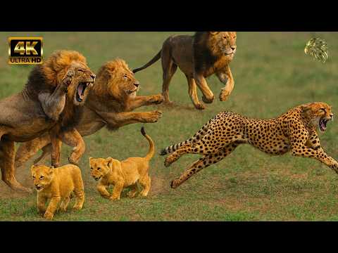 أشرس معركة بين تحالف سيلاتي ومابوغو من سيكون الفائز النهائي وثائقي عن الحيوانات