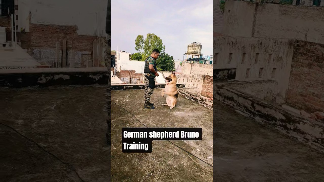 German shepherd Bruno Training 