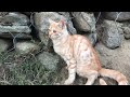 My kitty found sand outside what happened next #kitten #cute #animalbehavior