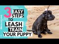 How to leash train your puppy or dog. || Monkoodog