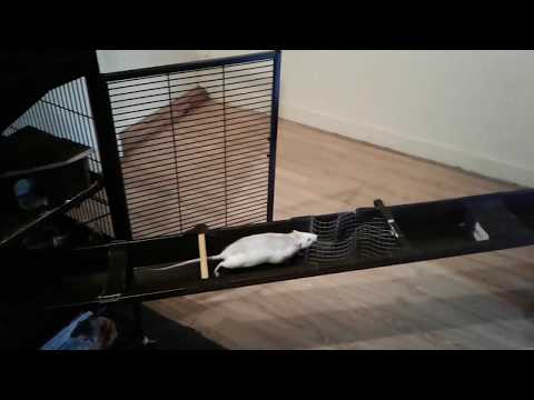 Hector Rat does the agility raingutter