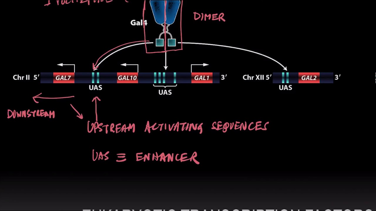 EukaryoticTranscription Factors Part 1
