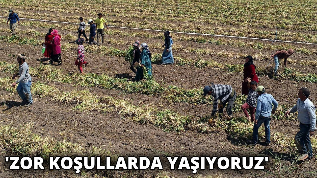 Nevşehir'de tarım işçilerinin zorlu yaşamı! 'Zor koşullarda yaşıyoruz'