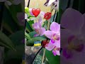 Украіночкам! Миру і кохання💋❤️#orchid #flowers #plants #garden #квіти_україни