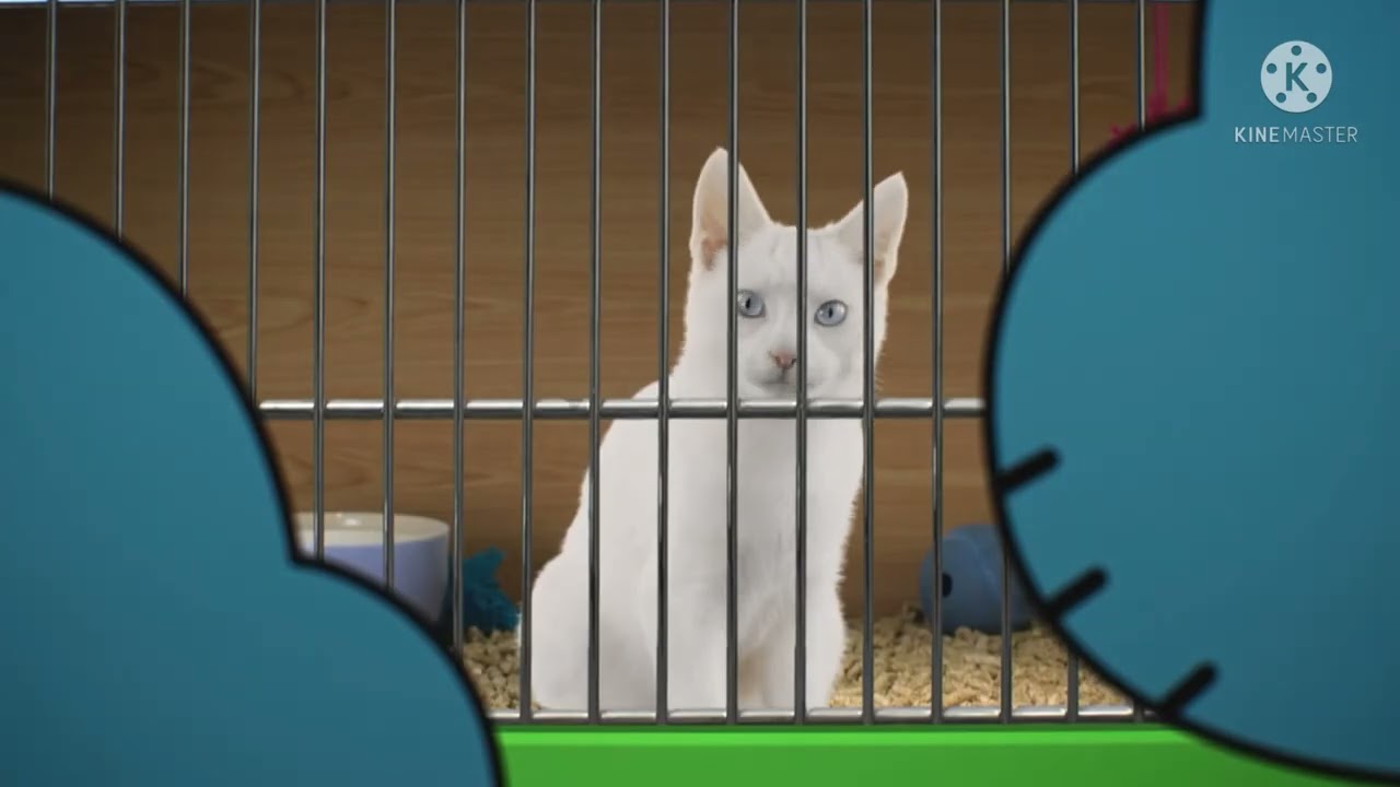 Real Cat In Gumball