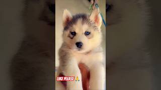 Husky cute baby 😍#husky #shortvideo #dog #youtubeshorts #funny #petshub