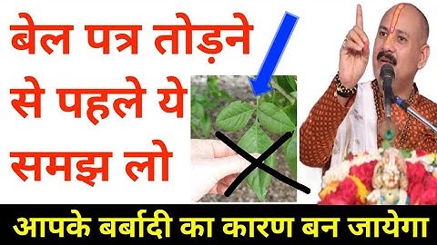 बेल पत्र तोड़ने से पहले एक बात का ध्यान रखना वरना घर आगे नहीं बढ़ेगा | pradeep Mishra ji bel patra