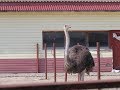 Ферма «Русский страус»: страусы, страусиное мясо и яйцо