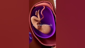 سورة ( القيامة ) الم يك من نطفة من مني يمنى اسلام صبحي